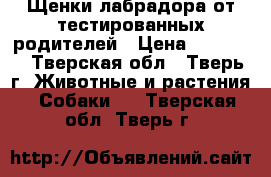 Щенки лабрадора от тестированных родителей › Цена ­ 30 000 - Тверская обл., Тверь г. Животные и растения » Собаки   . Тверская обл.,Тверь г.